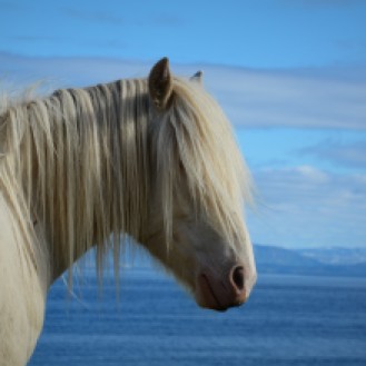 Lyngenhest, en av våre nasjonale hesteraser